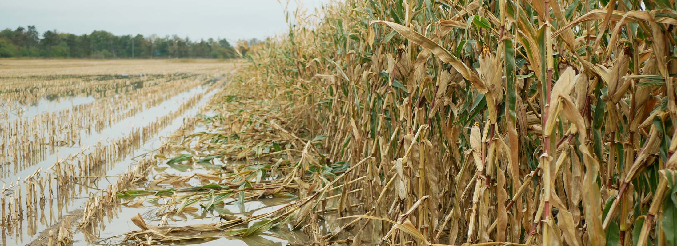 standing water next to ripe corn crop