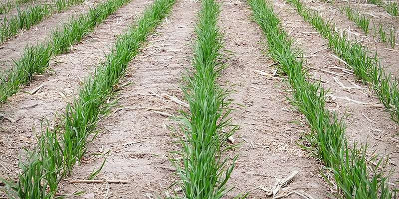 young wheat emerging in dry ground